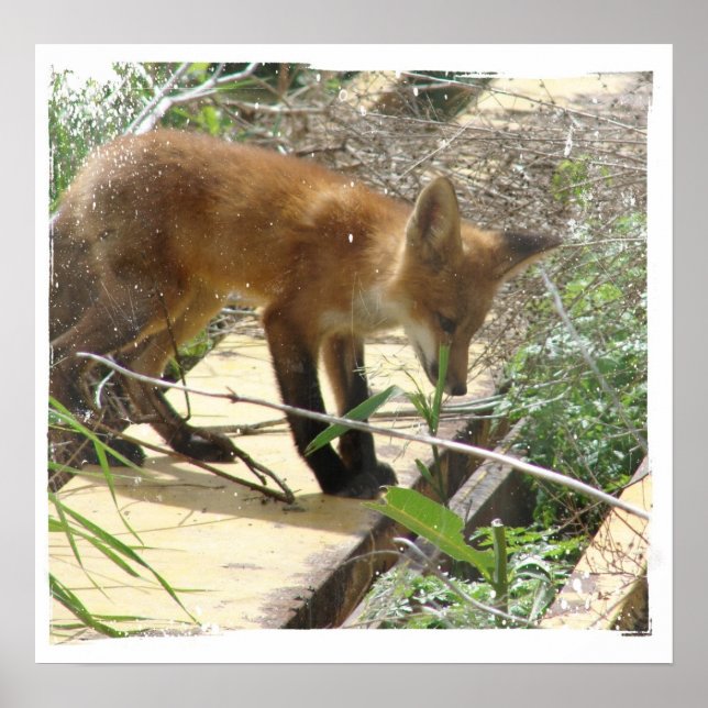 Affiche Fox 2 (Devant)