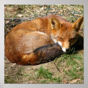 Affiche Fox dormant