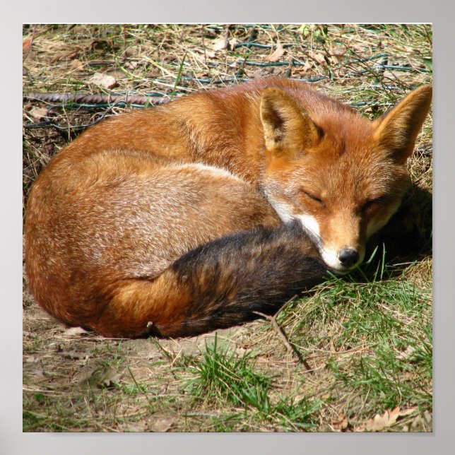Affiche Fox dormant (Devant)