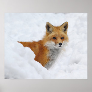 Affiche Fox rouge dans la neige