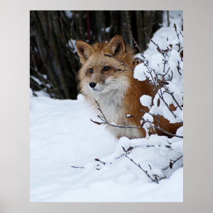 Affiche Fox rouge dans la neige