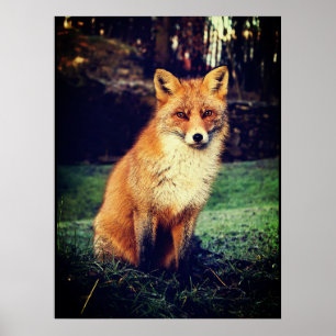 Affiche Fox rouge dans une forêt