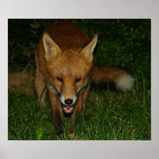 Affiche Fox urbain (Devant)