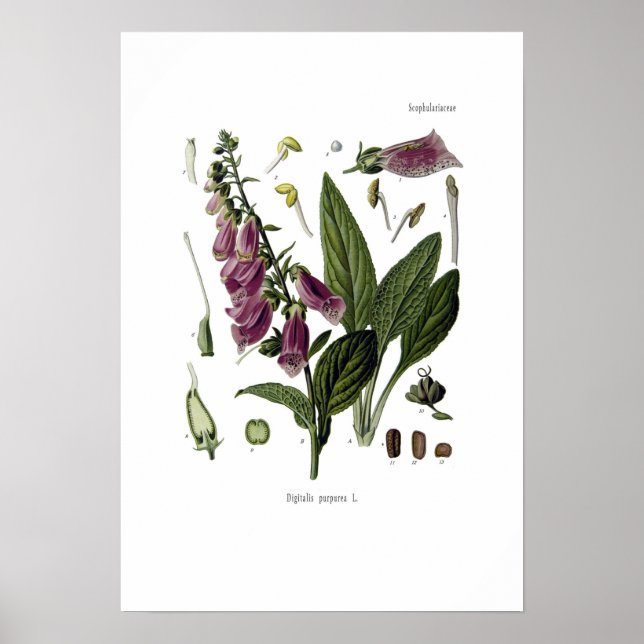 Affiche Foxglove (Devant)