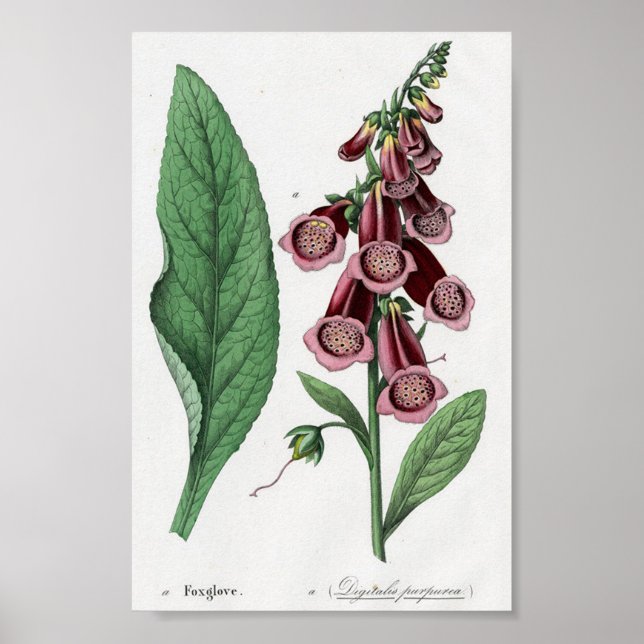 Affiche Foxglove (Devant)