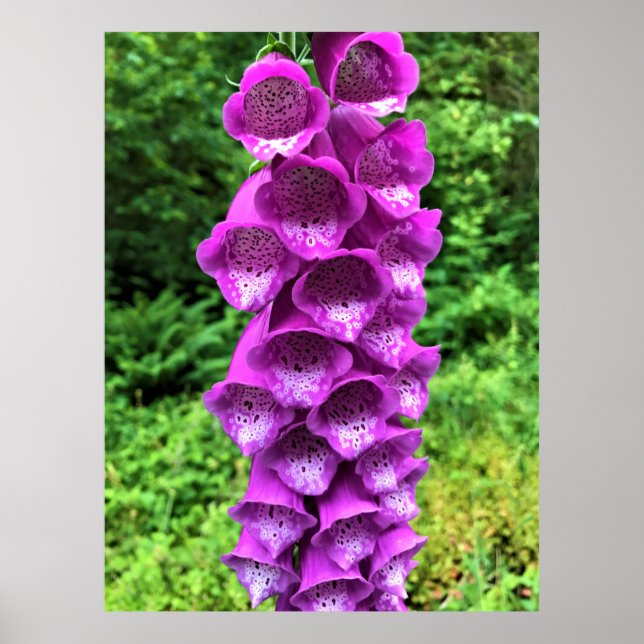 Affiche Foxglove Flowers, Oregon (Devant)
