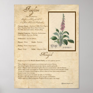 AFFICHE FOXGLOVE MAGICK HERB