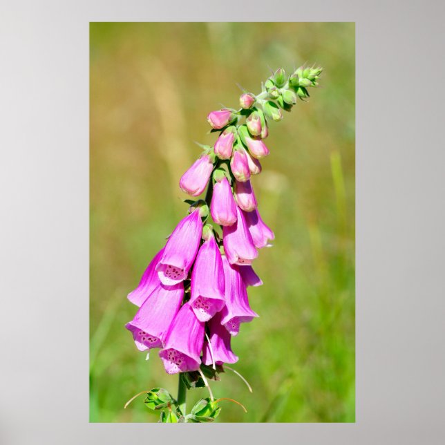 Affiche Foxglove pourpre (Devant)