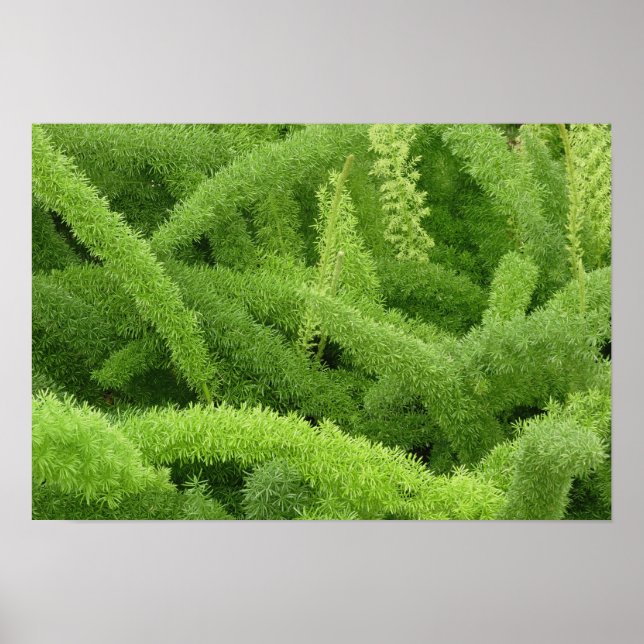 Affiche Foxtail Fern, Asparagus densiflorus myers (Devant)