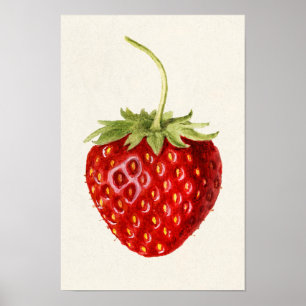 Affiche Fragaria (fraise) Peinture à l'aquarelle des fruit