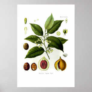 Affiche Fragrans de Myristica (noix de muscade)