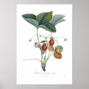 Affiche Fraise