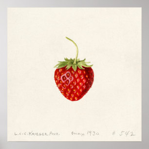 Affiche Fraise (Fragaria) (1930) par Louis Charles