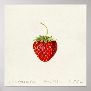 Affiche Fraise (par Louis C.C. Krieger)