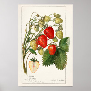 Affiche Fraises (Fragaria) Aquarelle de fruits Peinture