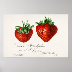 Affiche Fraises (Fragaria) Aquarelle de fruits Peinture