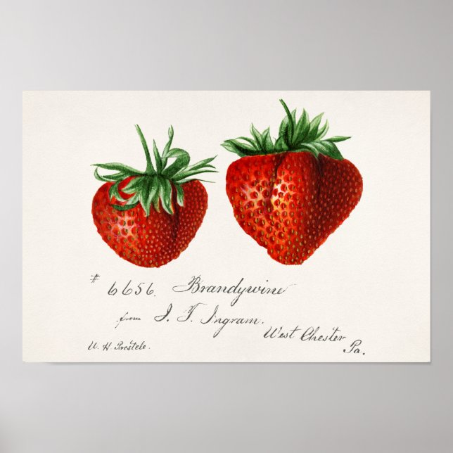 Affiche Fraises (Fragaria) Aquarelle de fruits Peinture (Devant)