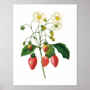 Affiche Fraises vintages de nourriture de baies de fruit