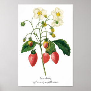 Affiche Fraises vintages de nourriture de baies de fruit