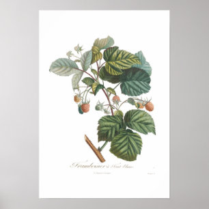 Affiche Framboise blanc