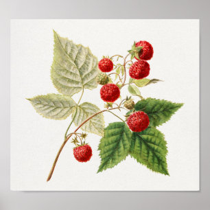 Affiche Framboises rouges (Rubus Xnégligectus) Peinture au
