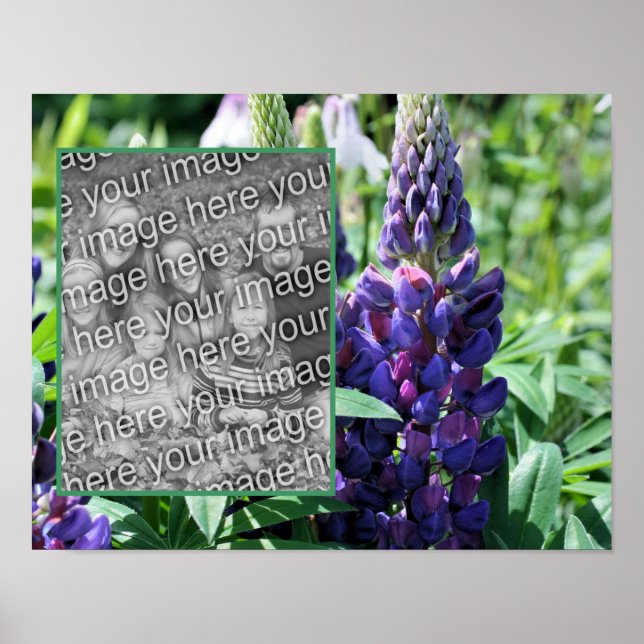Affiche Frame de Lupine violette Ajoutez votre photo (Devant)
