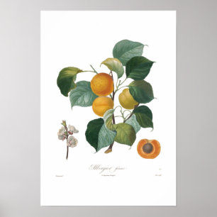 Affiche Franc d'Abricot-Albergia