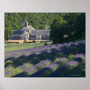 Affiche France, Gordes, Abbaye de Senaque, champ de lavand