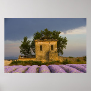 Affiche France, Provence. Champ de lavande et