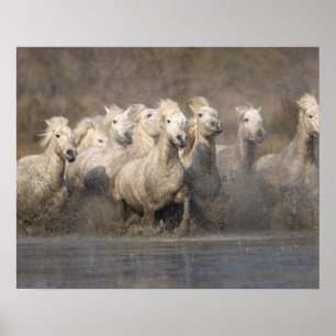 Affiche France, Provence. Chevaux blancs de Camargue en co