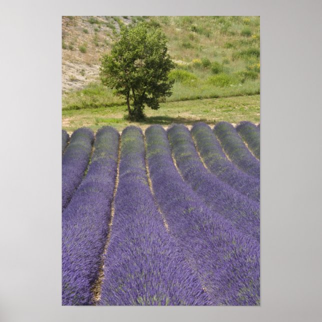 Affiche France, Provence. Rangées de lavande en fleurs. (Devant)