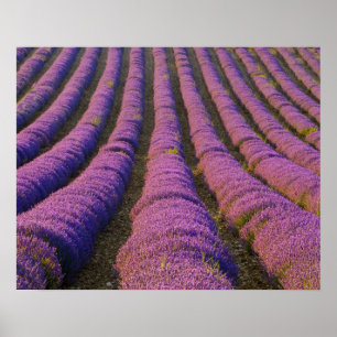 Affiche France, région Provence. Rangées ordonnées de