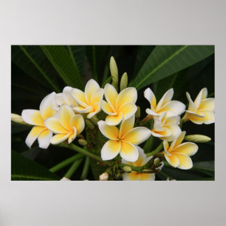 Affiche Frangipani