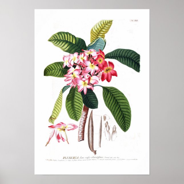 Affiche Frangipani (Devant)