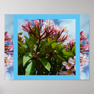 Affiche Frangipani à fleurs roses,