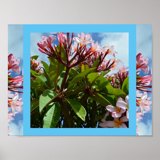 Affiche Frangipani à fleurs roses, (Devant)