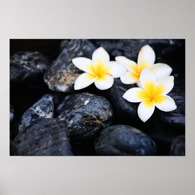 Affiche Frangipani flowers (Devant)