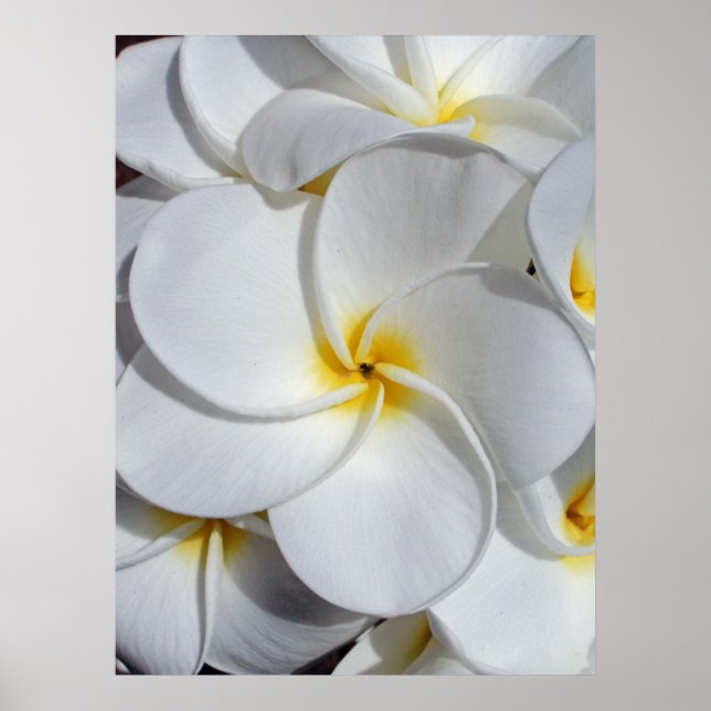 Affiche Frangipani hawaïen (Devant)