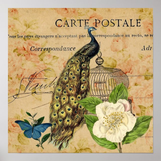 Affiche franical camellia birdcage vintage peacock (Devant)