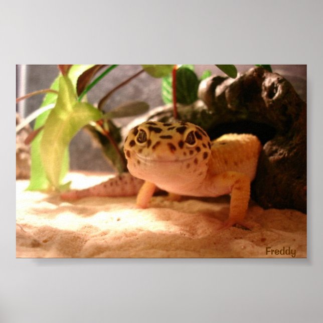 Affiche Freddy (Devant)