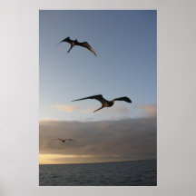 frégates au coucher du soleil