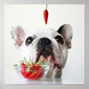 Affiche French Bulldog Looking