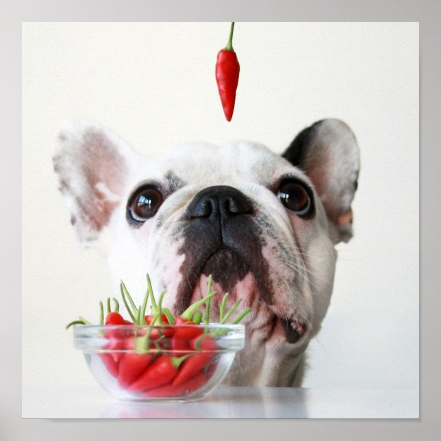 Affiche French Bulldog Looking (Devant)