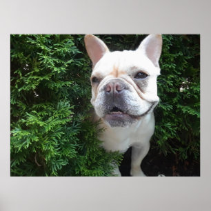 Affiche Frenchy en patrouille
