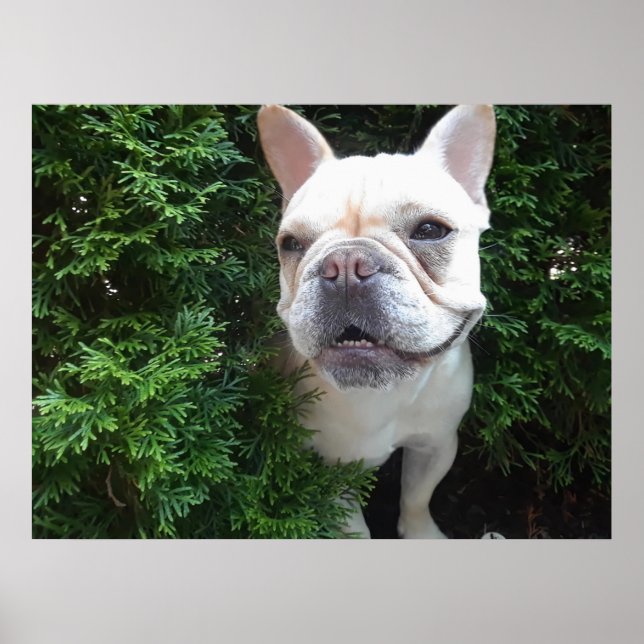 Affiche Frenchy on Patrol (Devant)