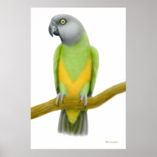 Affiche Friendly Senegal Parrot Print