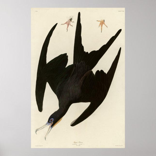Affiche Frigate Pelican (Magnifique Frigatebird) Audubon (Devant)