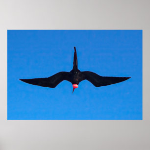 Affiche Frigatebird de dessous