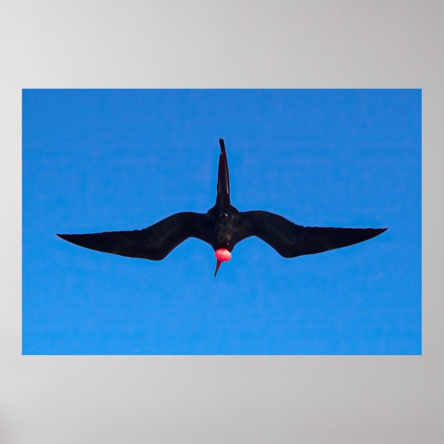 Affiche Frigatebird de dessous (Devant)