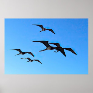 Affiche Frigatebird Flock
